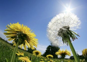 Svaki deo maslačka blagotvoran je za naš organizam
