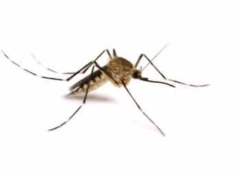 Smanjite svrab nakon ujeda komarca