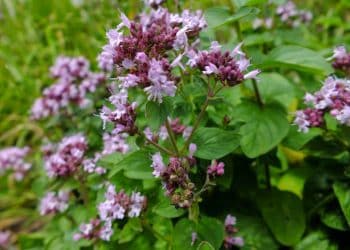 Lečenje uljem divljeg origana