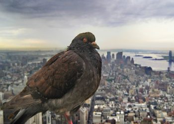 Kako da se zaštitite od ptica