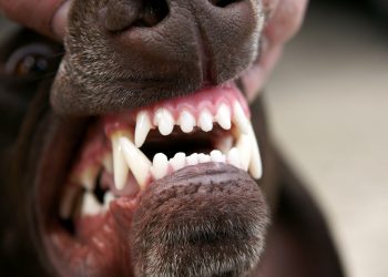 Kome se obratiti nakon ujeda psa?