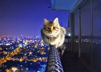 Mačka na ogradi