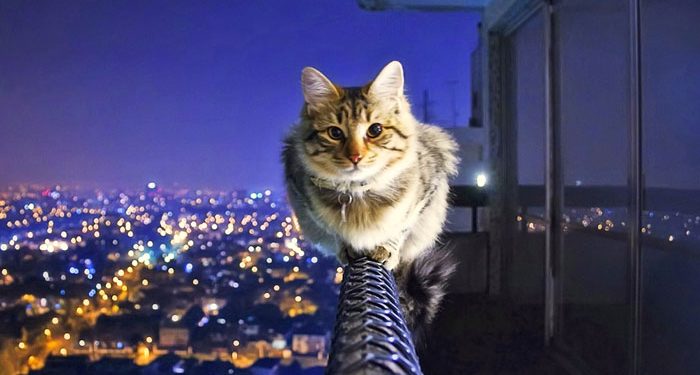 Mačka na ogradi