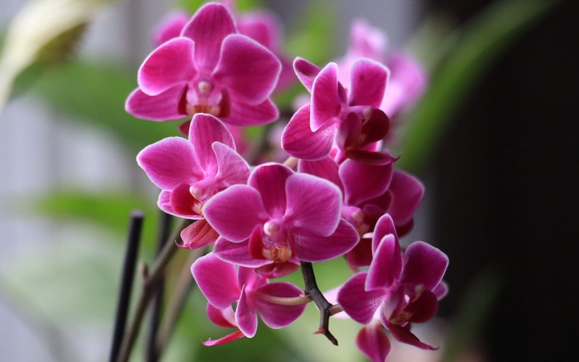 Orhideje poklon 8 Mart