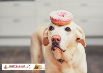 Pas sa krofnom na glavi