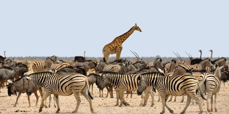 žirafa-zebre-noj-kenija-safari