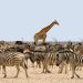 žirafa-zebre-noj-kenija-safari